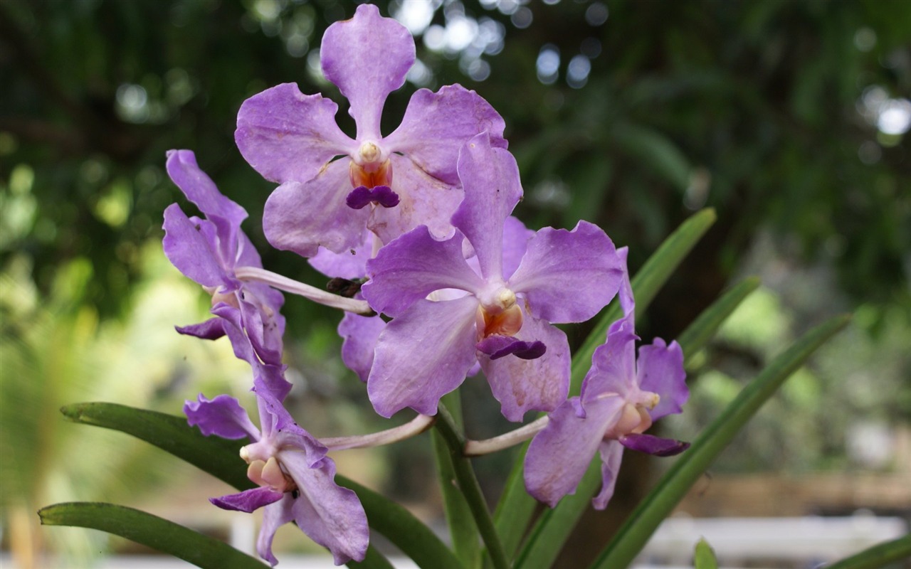 Орхидея обои фото (2) #6 - 1280x800