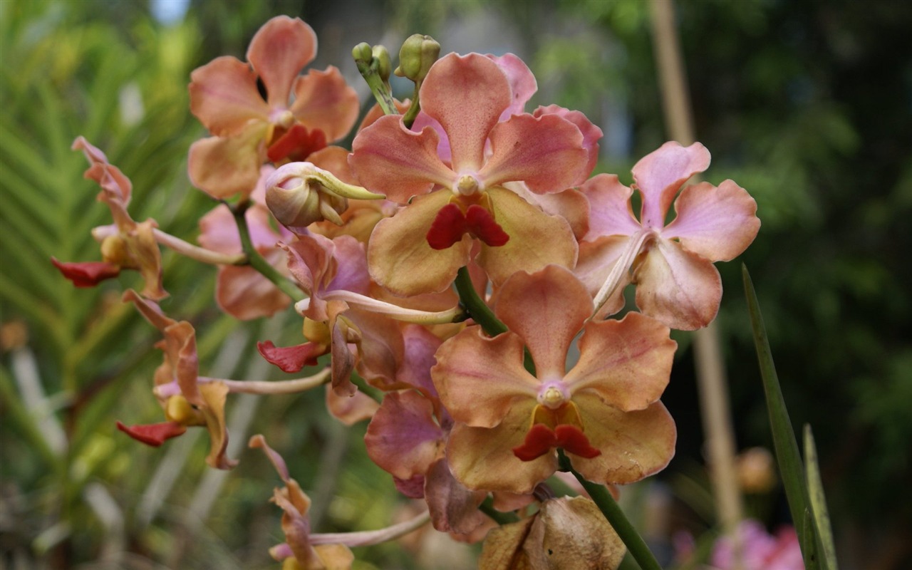 Орхидея обои фото (2) #10 - 1280x800