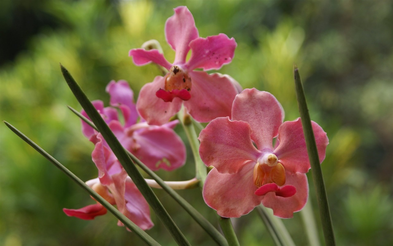 Орхидея обои фото (2) #12 - 1280x800