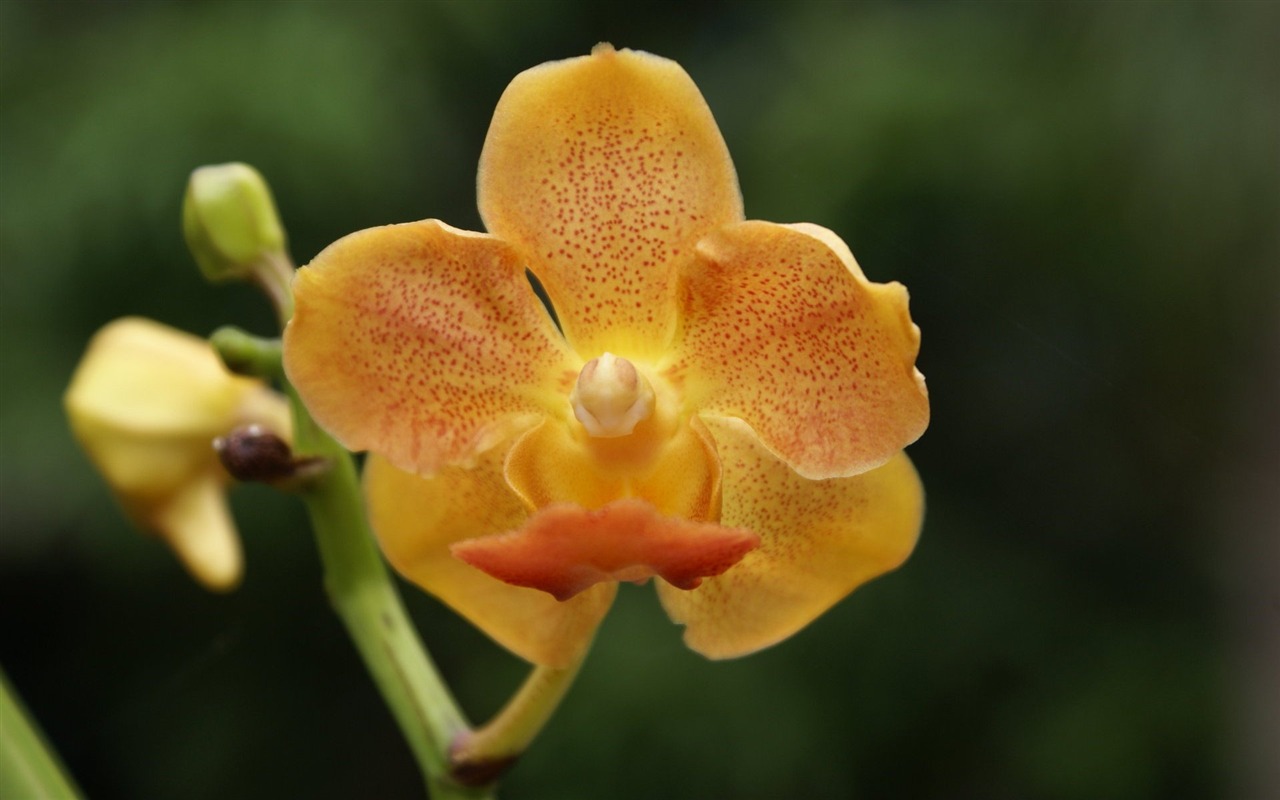Орхидея обои фото (2) #15 - 1280x800