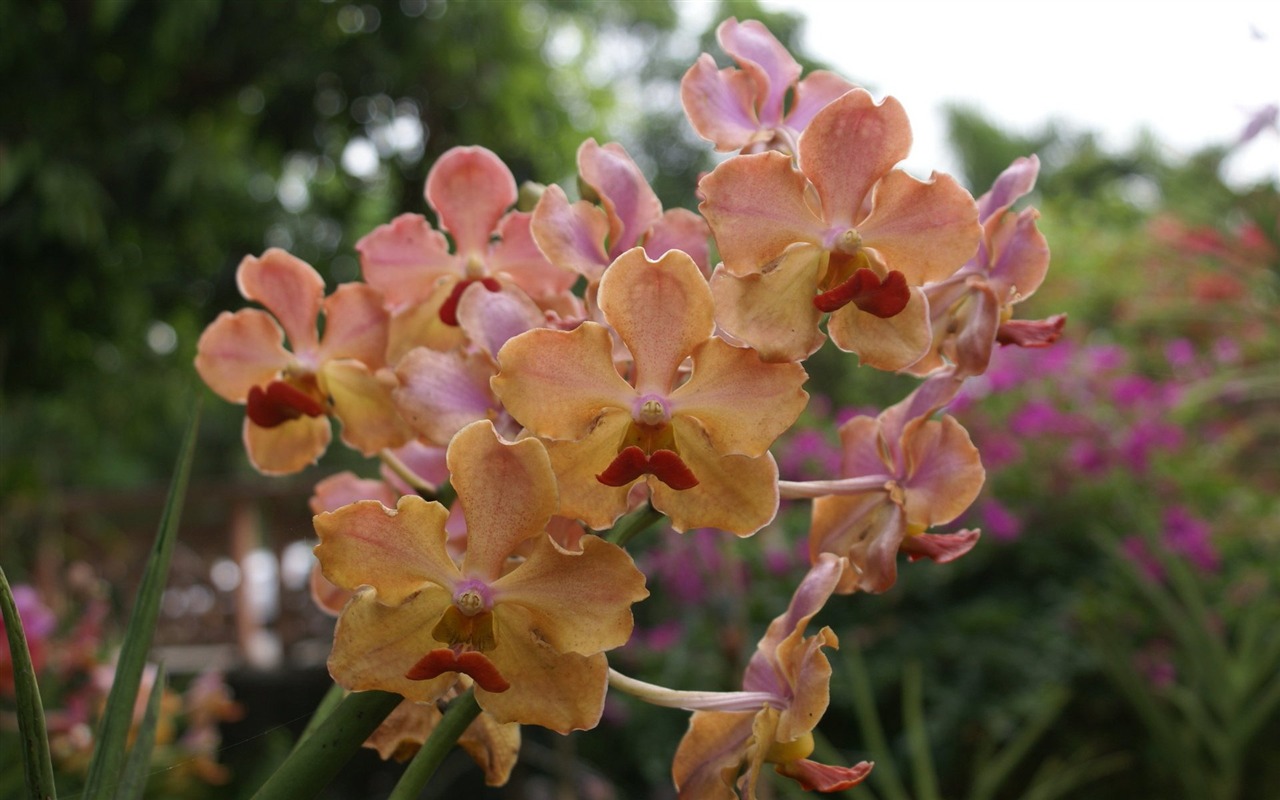 Орхидея обои фото (2) #17 - 1280x800
