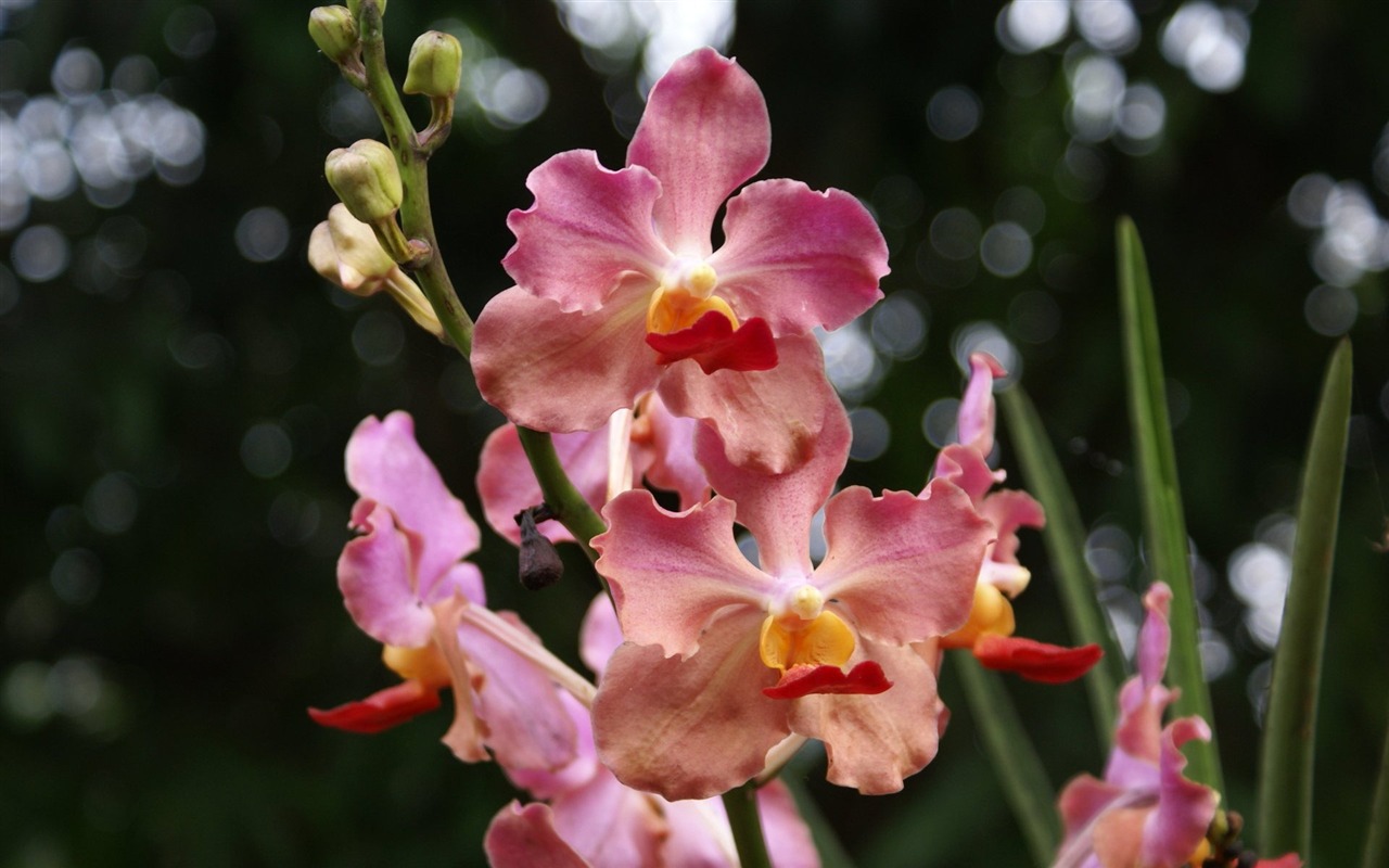 Орхидея обои фото (2) #19 - 1280x800