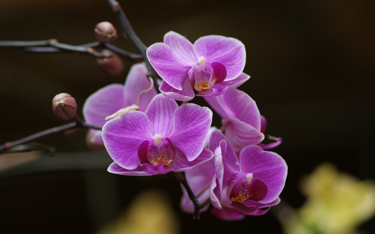 Орхидея обои фото (2) #20 - 1280x800