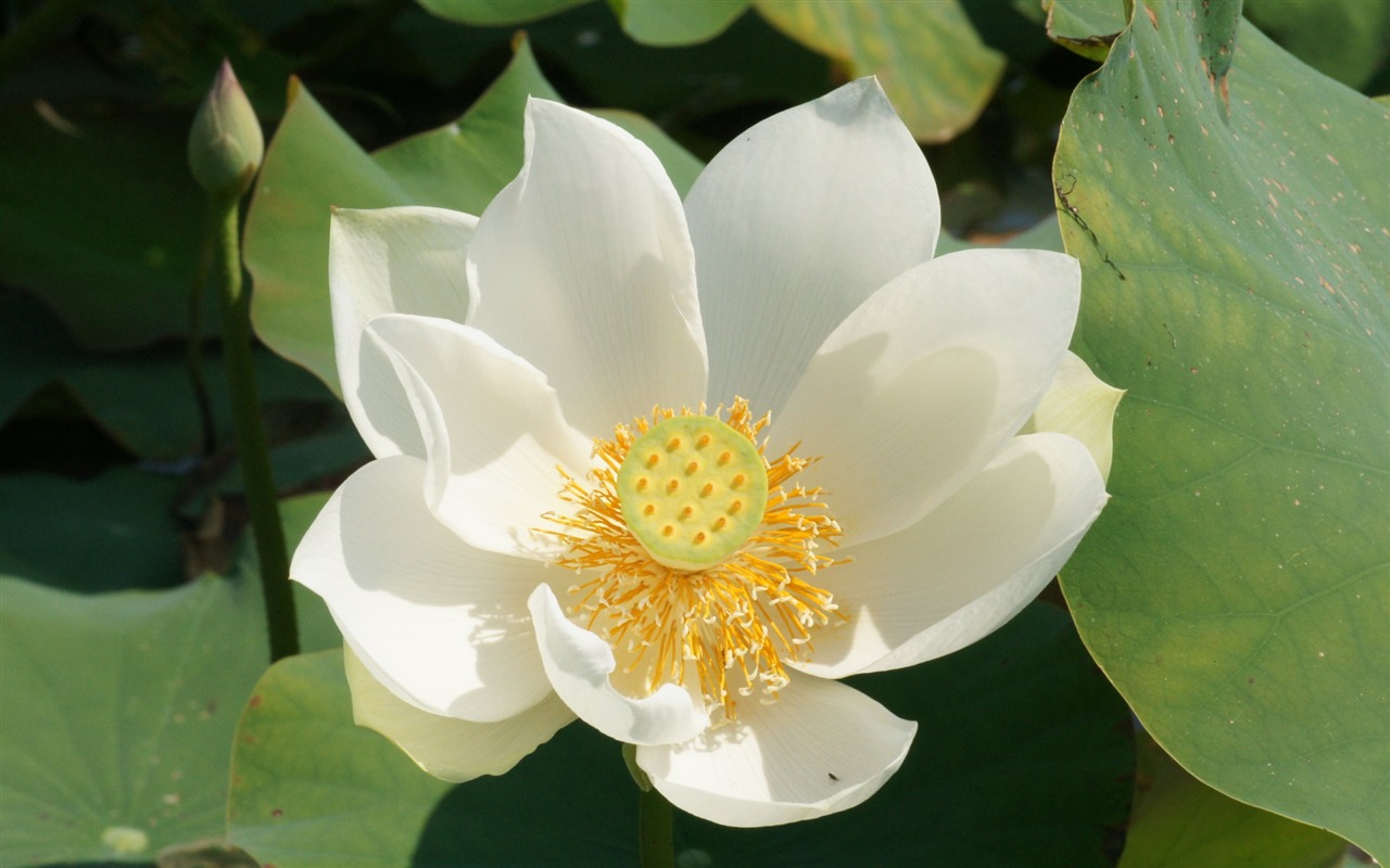 Lotus Fototapete (2) #1 - 1280x800