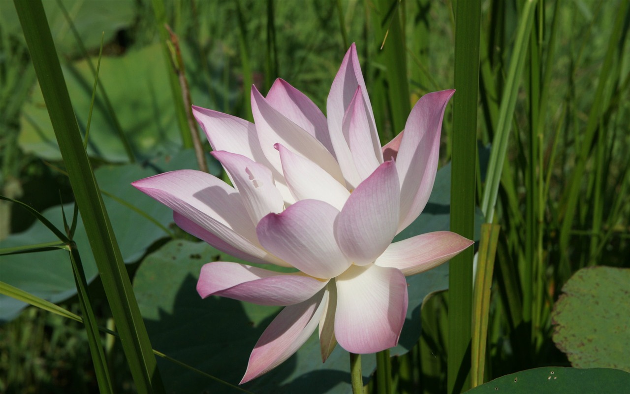 Lotus Fototapete (2) #9 - 1280x800