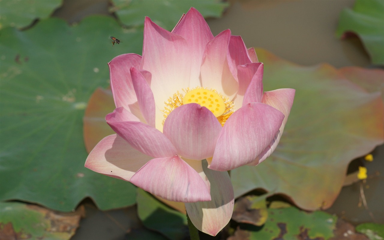 Lotus tapety foto (2) #15 - 1280x800