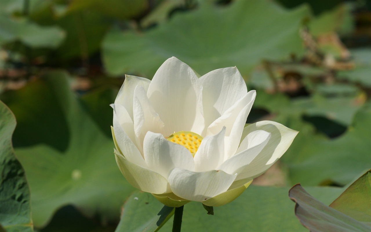 Lotus Fototapete (3) #14 - 1280x800