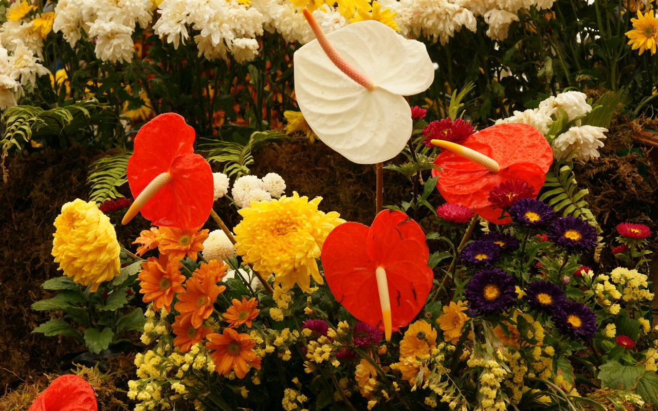 fleurs colorées décorent fond d'écran (2) #17 - 1280x800