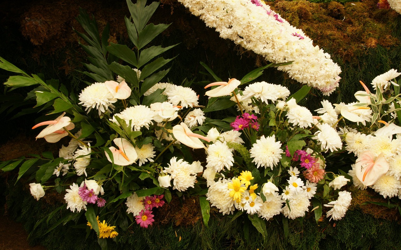 fleurs colorées décorent fond d'écran (3) #9 - 1280x800