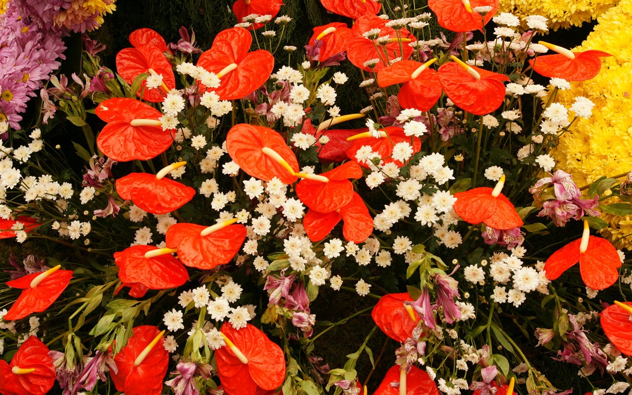 fleurs colorées décorent fond d'écran (3) #13 - 1280x800