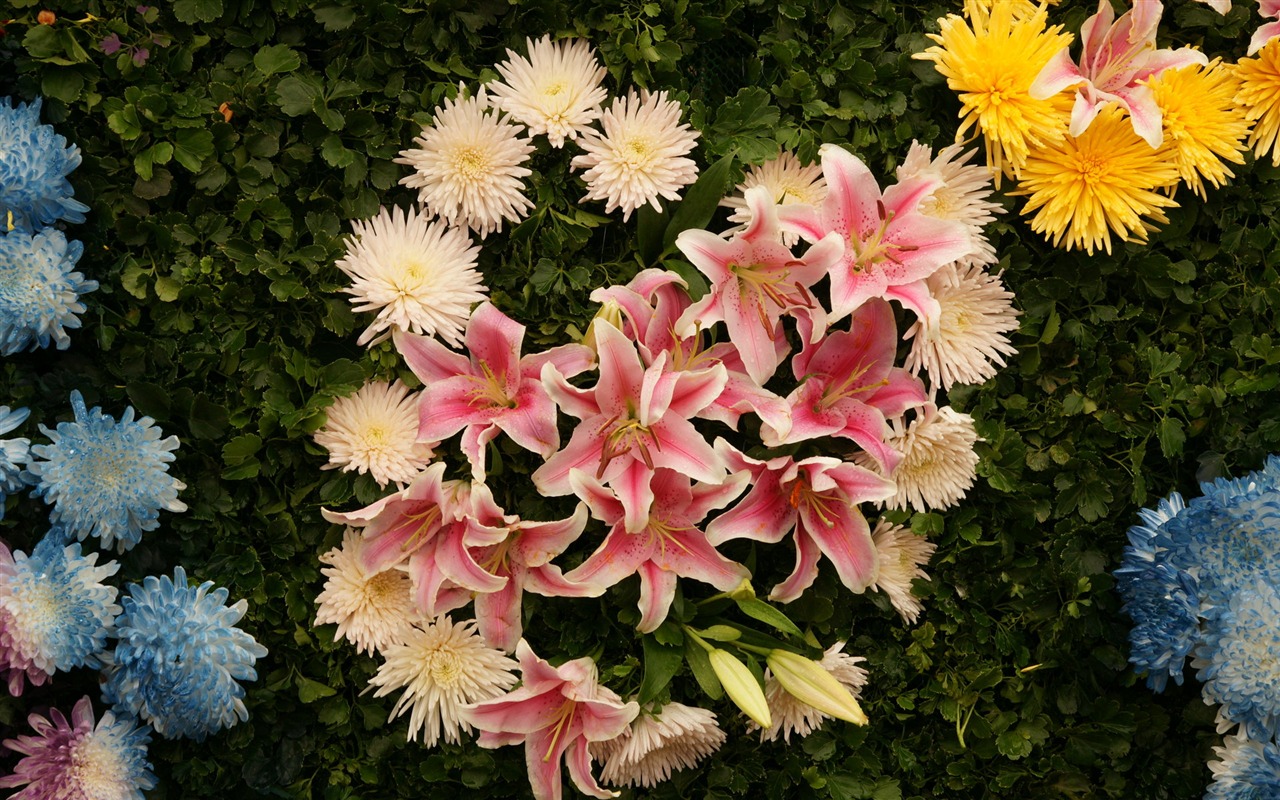 七彩花朵装饰 壁纸(四)4 - 1280x800