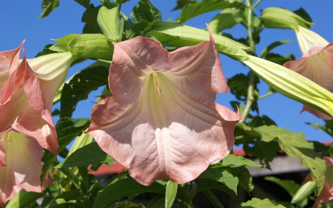 ワイドスクリーンの壁紙の花に近い(31)を開く #5 - 1280x800