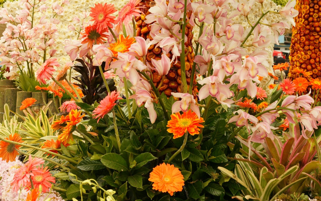 Widescreen-Wallpaper Blumen close-up (31) #18 - 1280x800