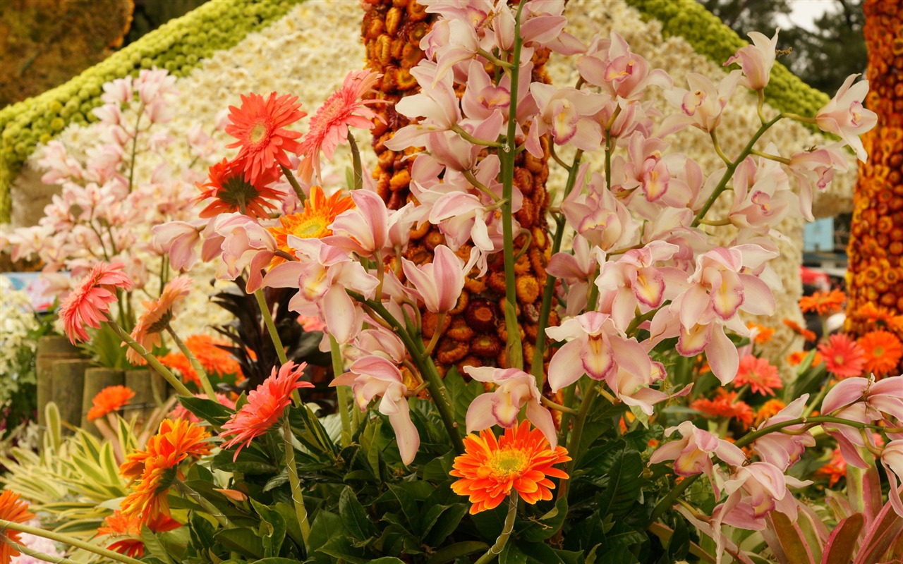fleurs fond d'écran Widescreen close-up (31) #20 - 1280x800
