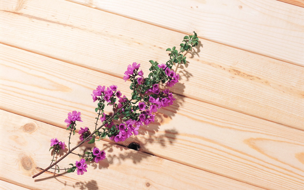 fonds d'écran à base de plantes et la vie #13 - 1280x800