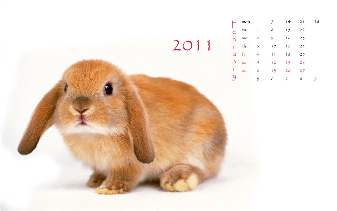 Année du papier peint Rabbit calendrier 2011 (1) #1 - 1280x800