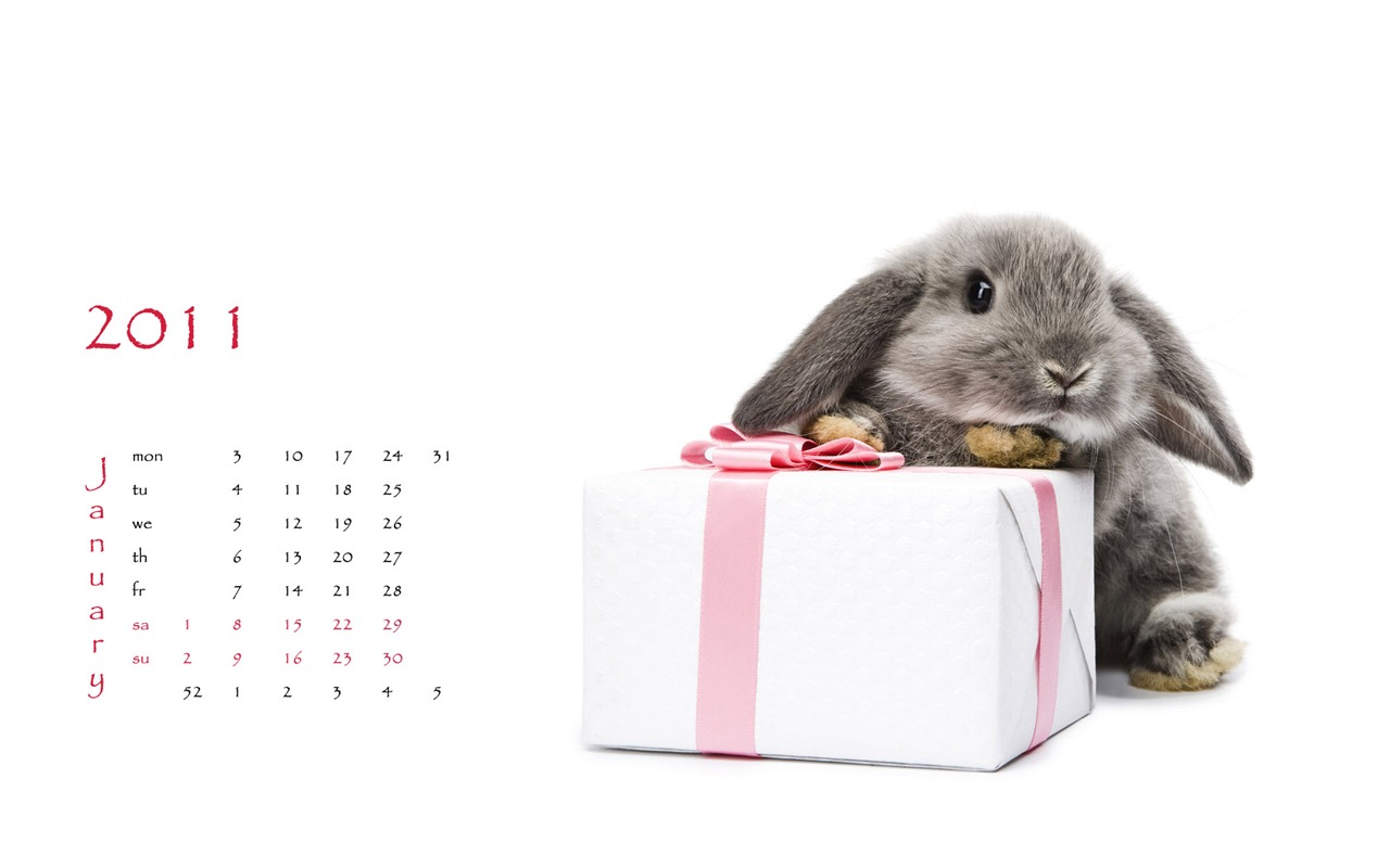 Année du papier peint Rabbit calendrier 2011 (1) #2 - 1280x800