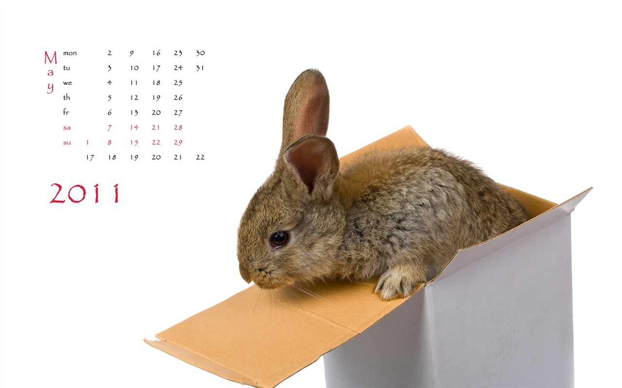 Год Кролика 2011 календарь обои (1) #5 - 1280x800