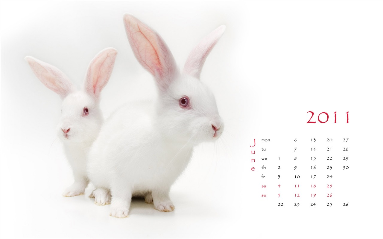 Year of the Rabbit 2011 calendar wallpaper (1) #6 - 1280x800