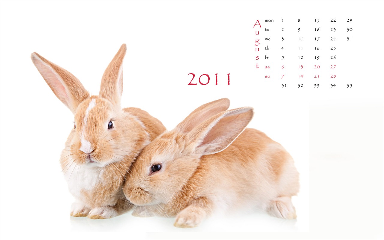 Año del Conejo fondos de escritorio calendario 2011 (1) #8 - 1280x800