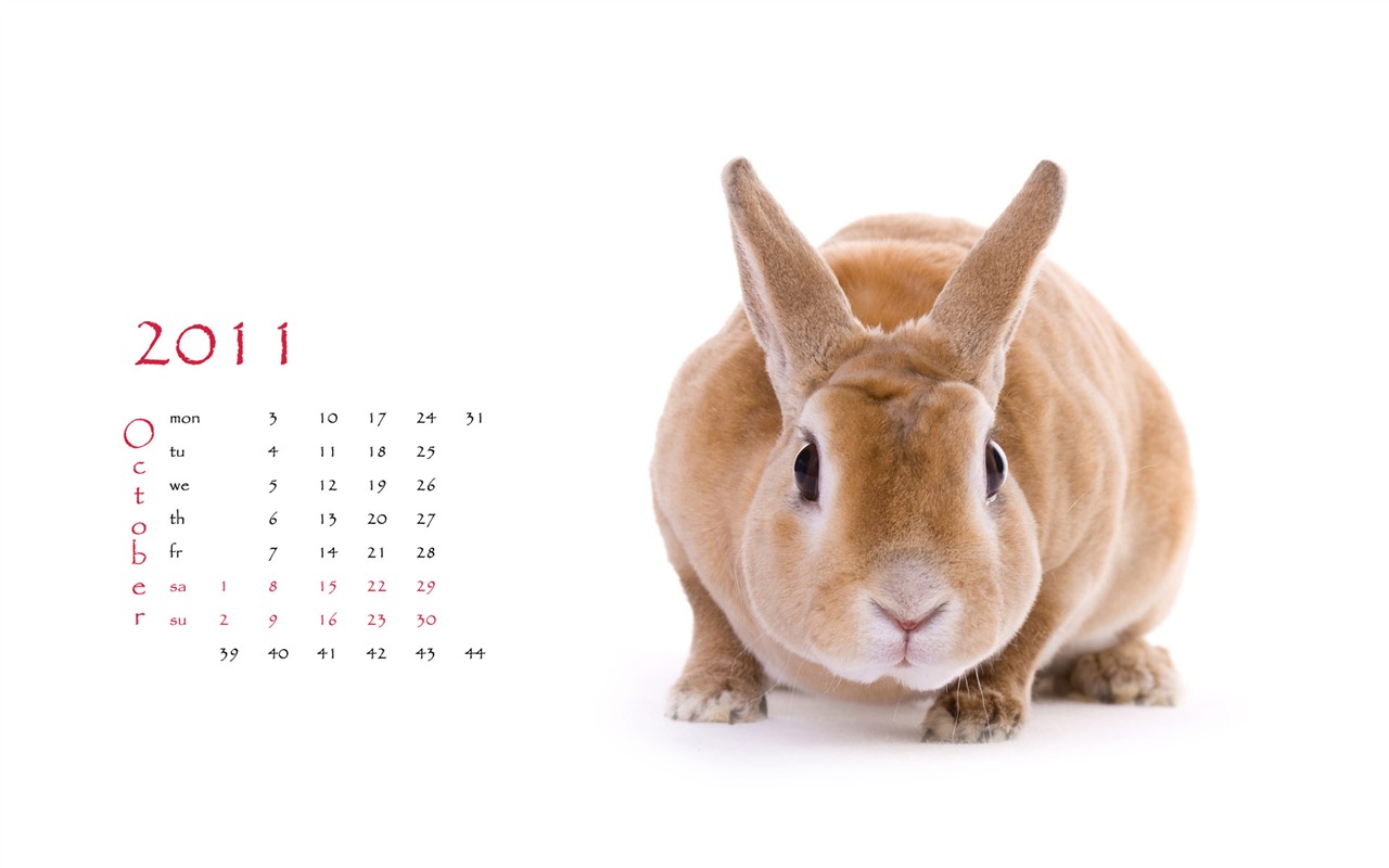 Année du papier peint Rabbit calendrier 2011 (1) #10 - 1280x800