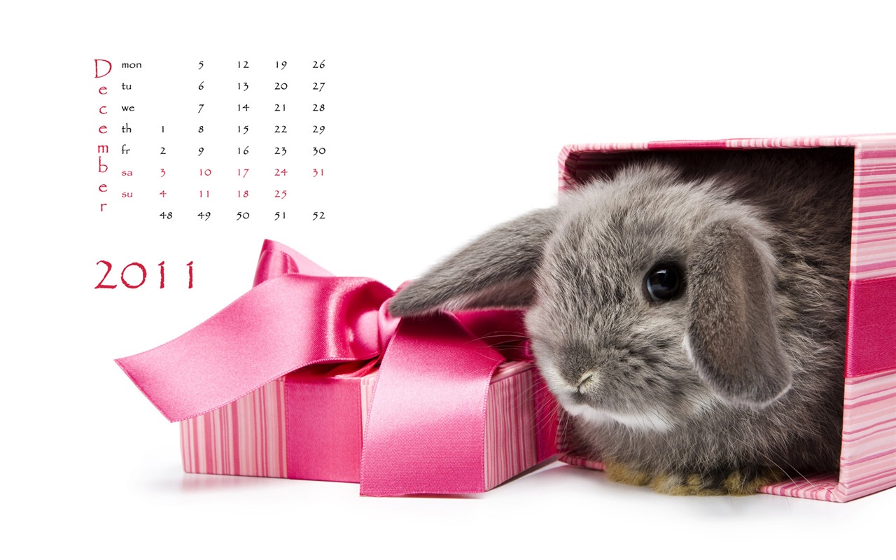 Année du papier peint Rabbit calendrier 2011 (1) #12 - 1280x800