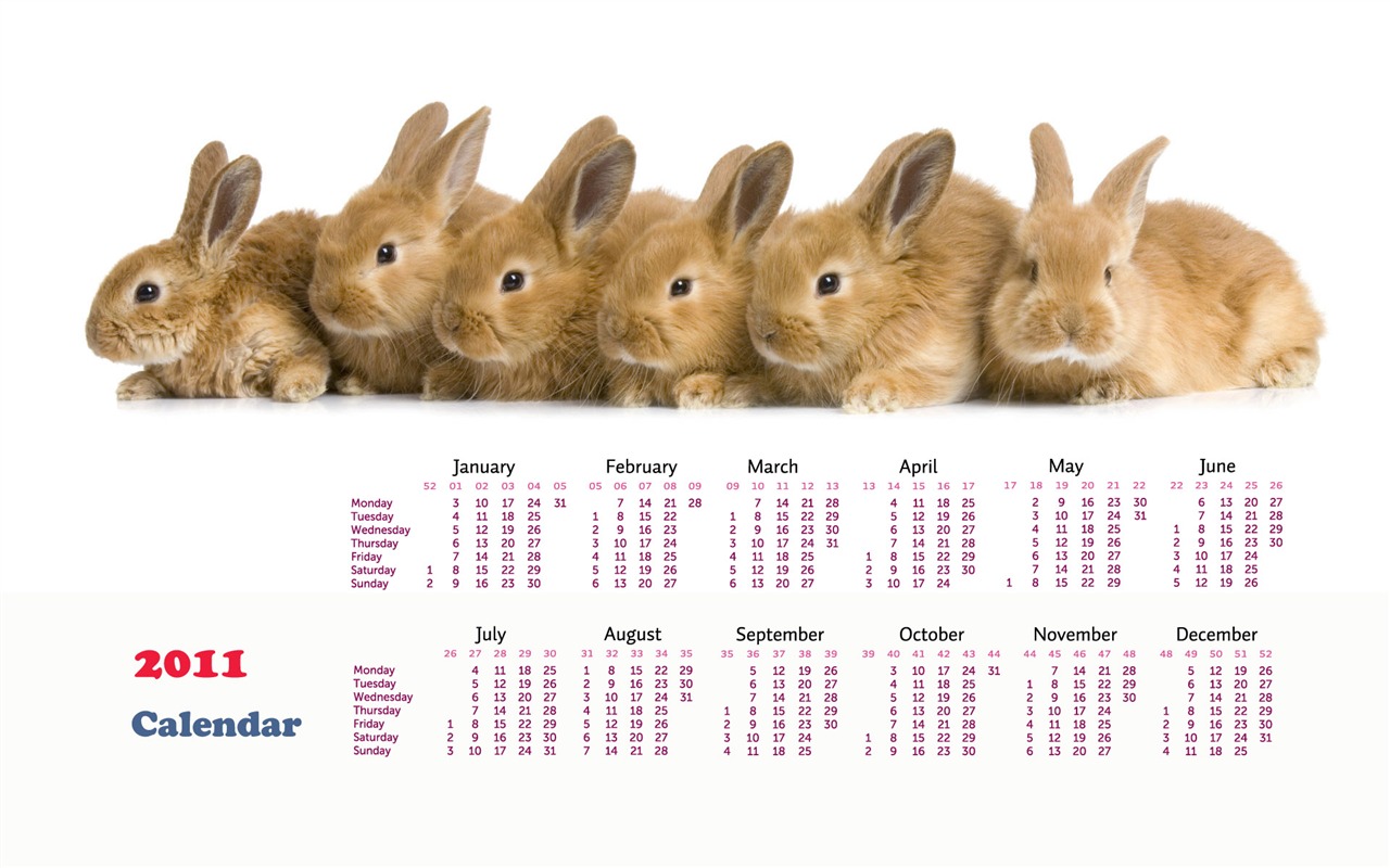 Año del Conejo fondos de escritorio calendario 2011 (1) #14 - 1280x800