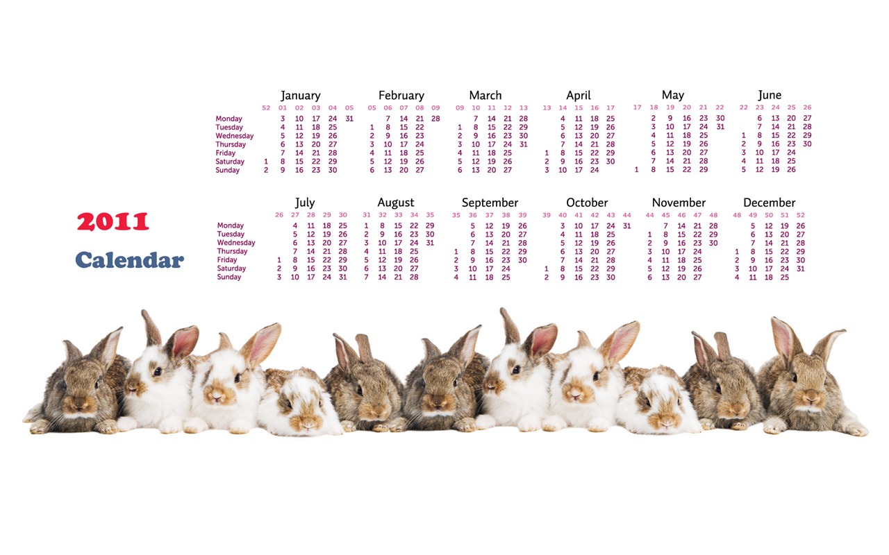 Année du papier peint Rabbit calendrier 2011 (1) #15 - 1280x800