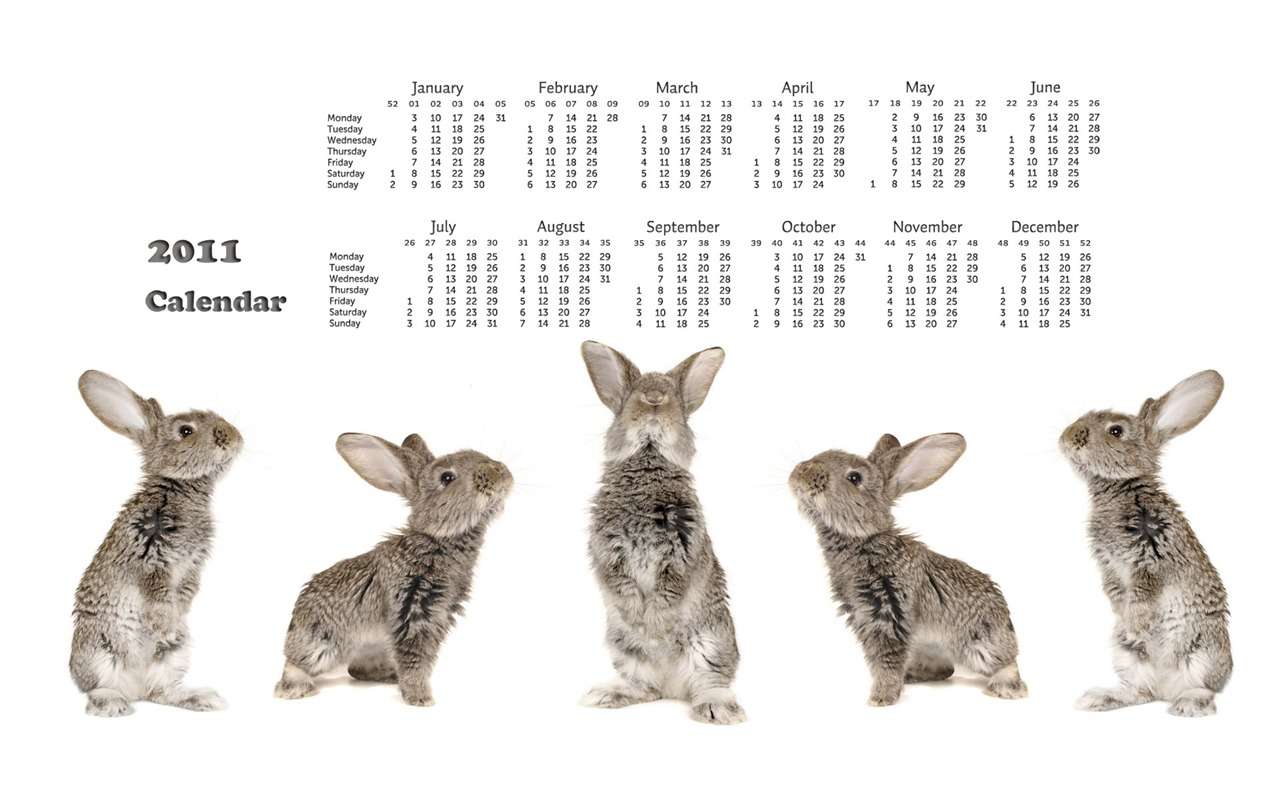 Año del Conejo fondos de escritorio calendario 2011 (1) #18 - 1280x800