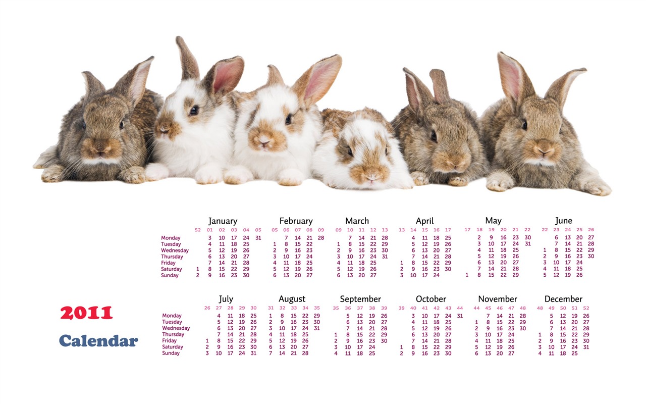 Année du papier peint Rabbit calendrier 2011 (1) #19 - 1280x800