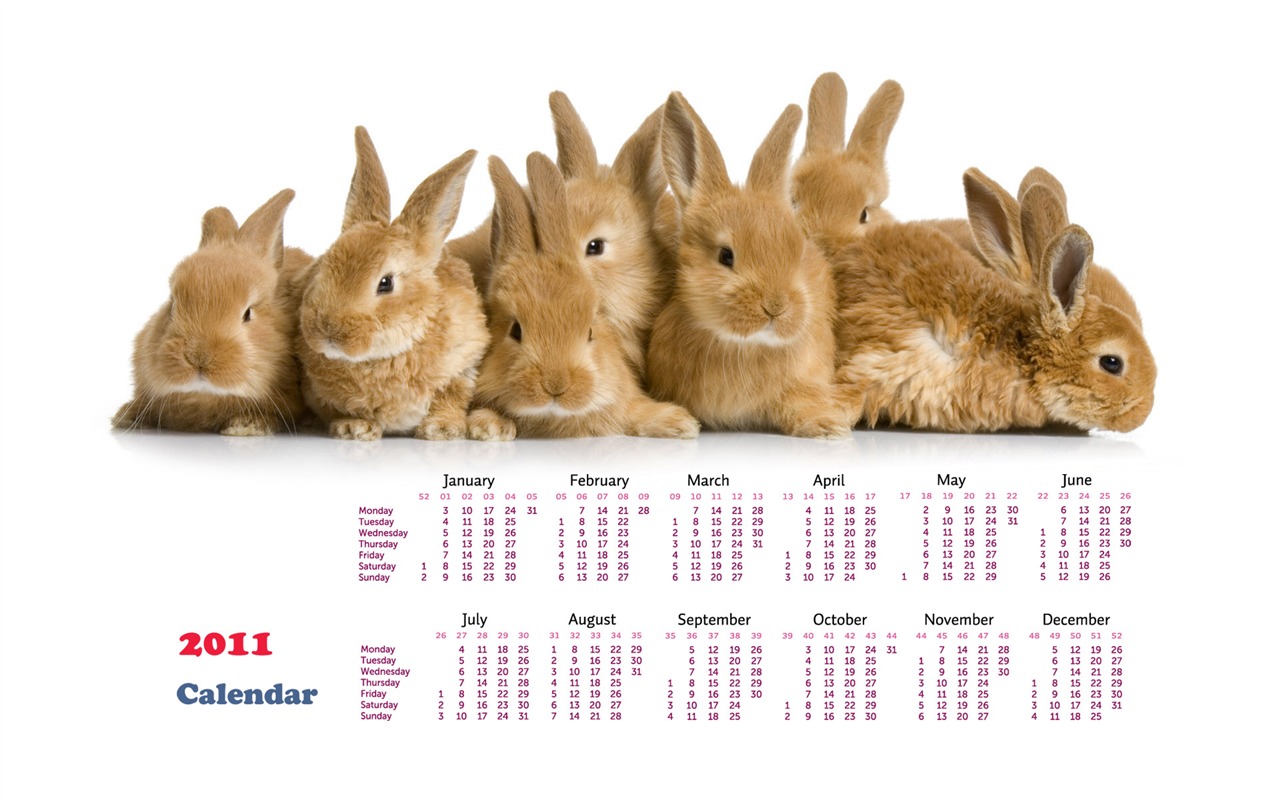 Year of the Rabbit 2011 calendar wallpaper (1) #20 - 1280x800