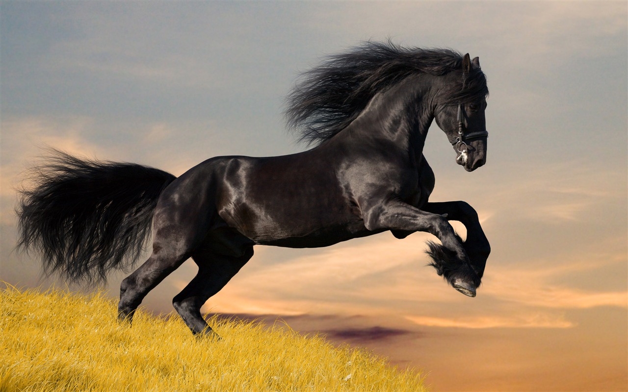 Super horse photo wallpaper (1) #7 - 1280x800