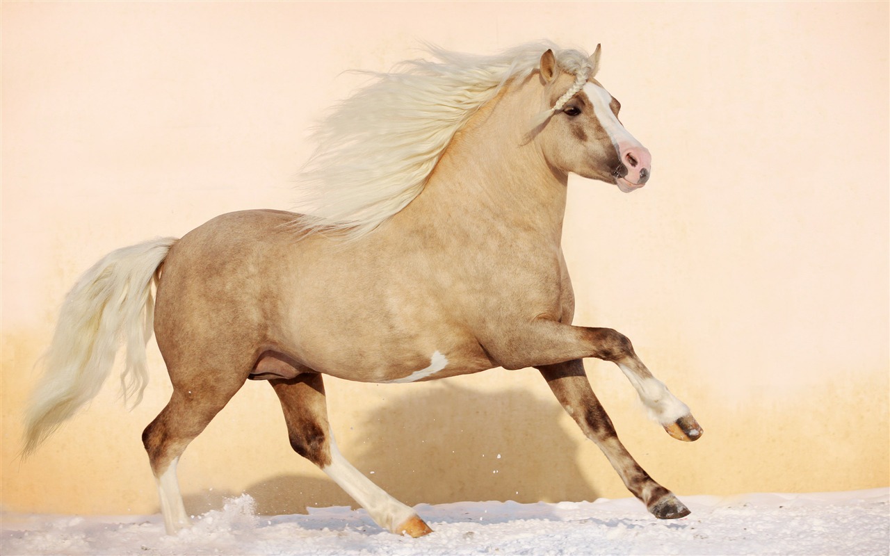 Супер лошадь фото обои (1) #10 - 1280x800