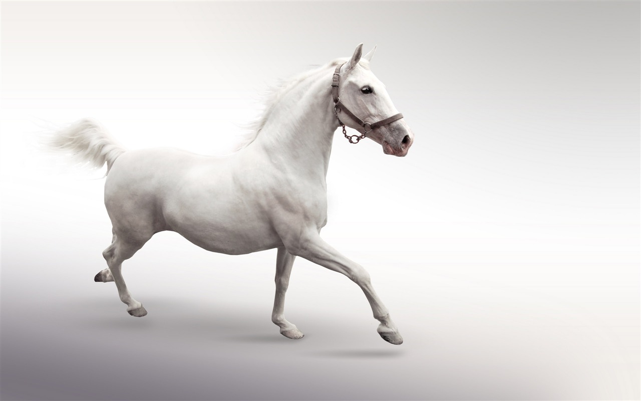 Супер лошадь фото обои (1) #15 - 1280x800