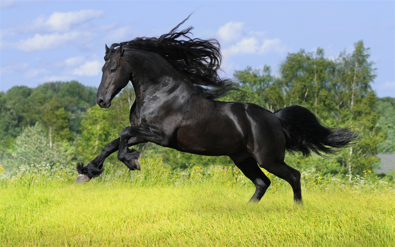 Супер лошадь фото обои (1) #20 - 1280x800
