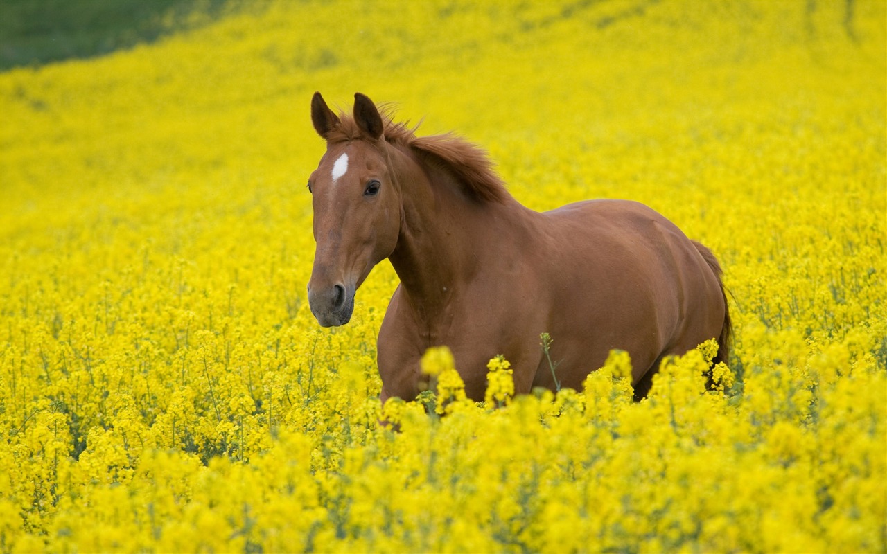 Супер лошадь фото обои (2) #3 - 1280x800