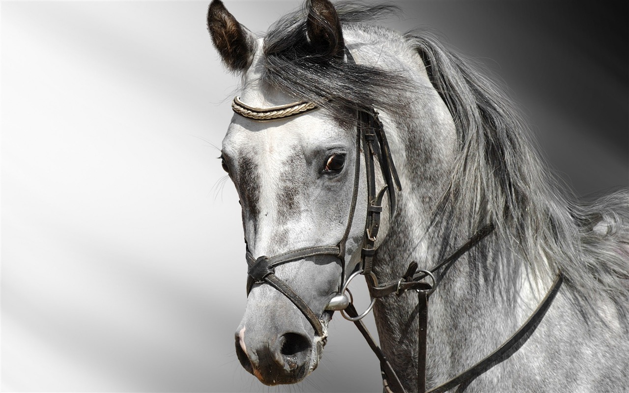 Super Pferd Fototapete (2) #9 - 1280x800