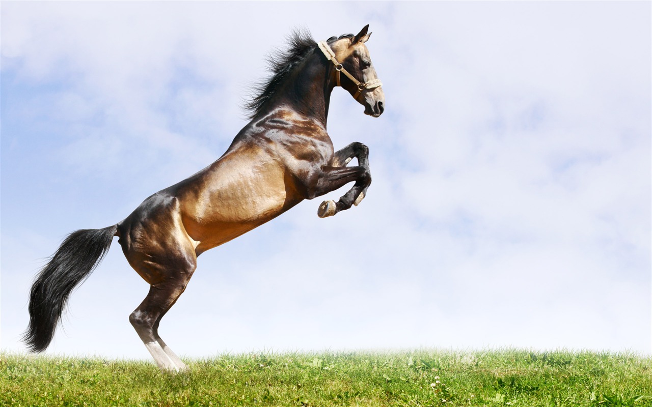 Super Pferd Fototapete (2) #15 - 1280x800