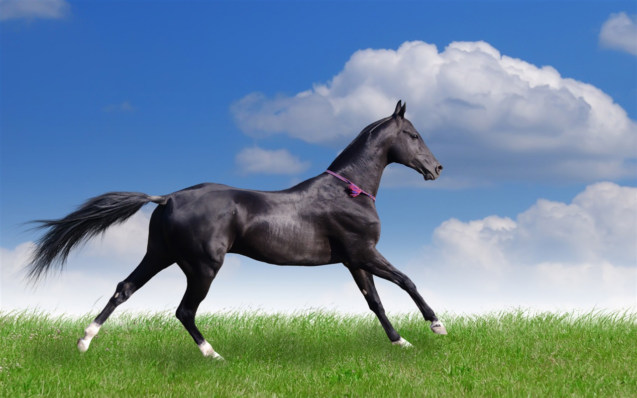 Супер лошадь фото обои (2) #19 - 1280x800