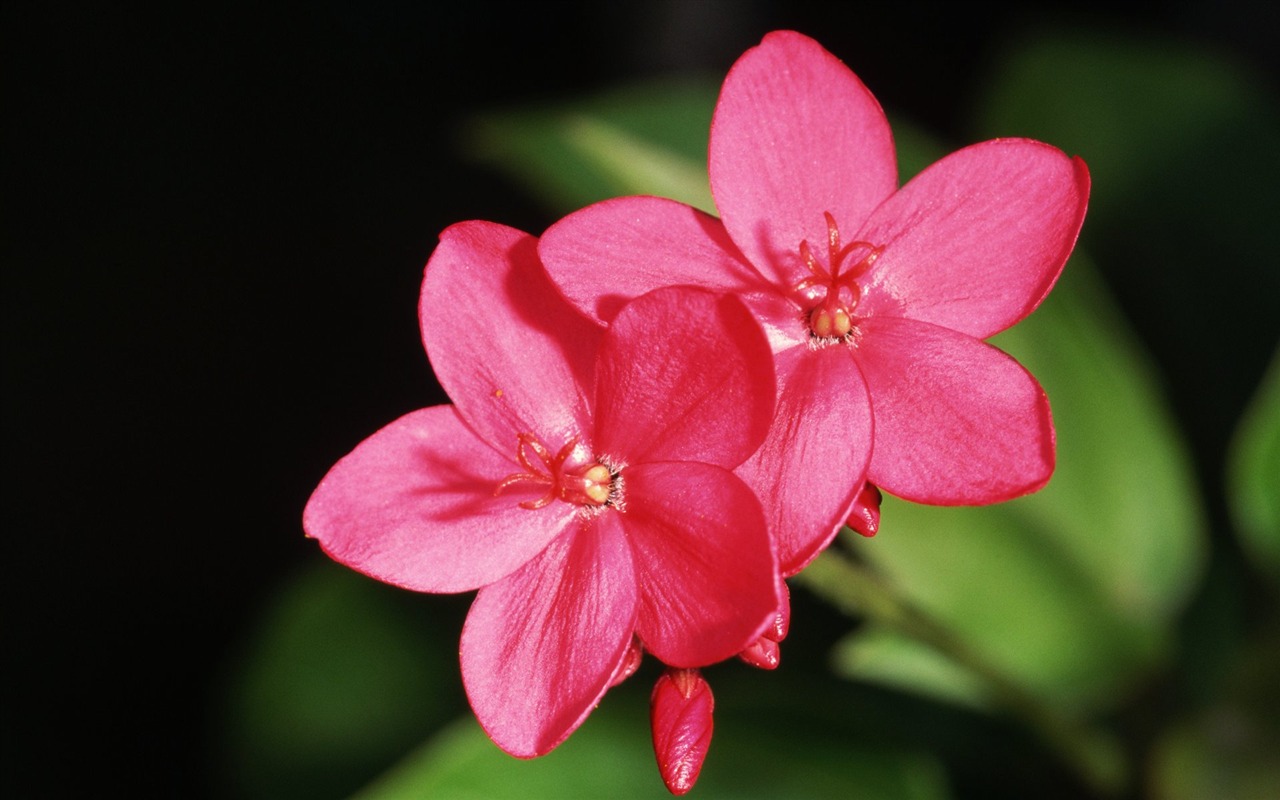 Paare von Blumen und grüne Blätter Tapete (2) #1 - 1280x800