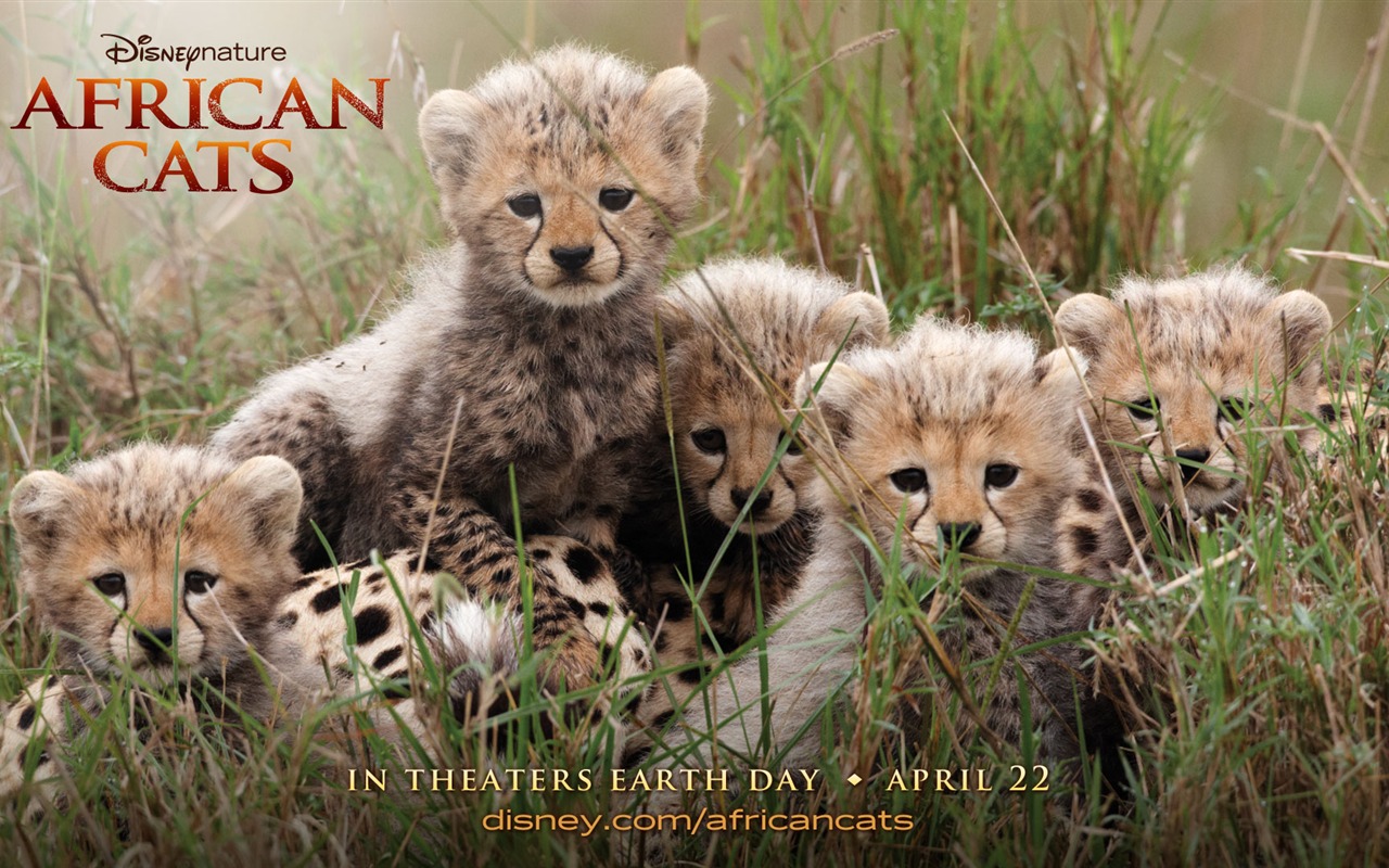 Африканский Кошки: Королевство мужество обои #1 - 1280x800