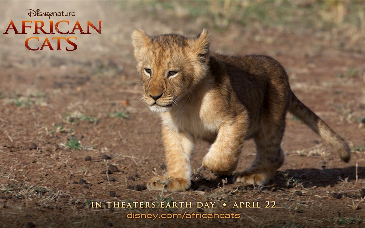 African Cats: Kingdom of Courage wallpapers #4 - 1280x800