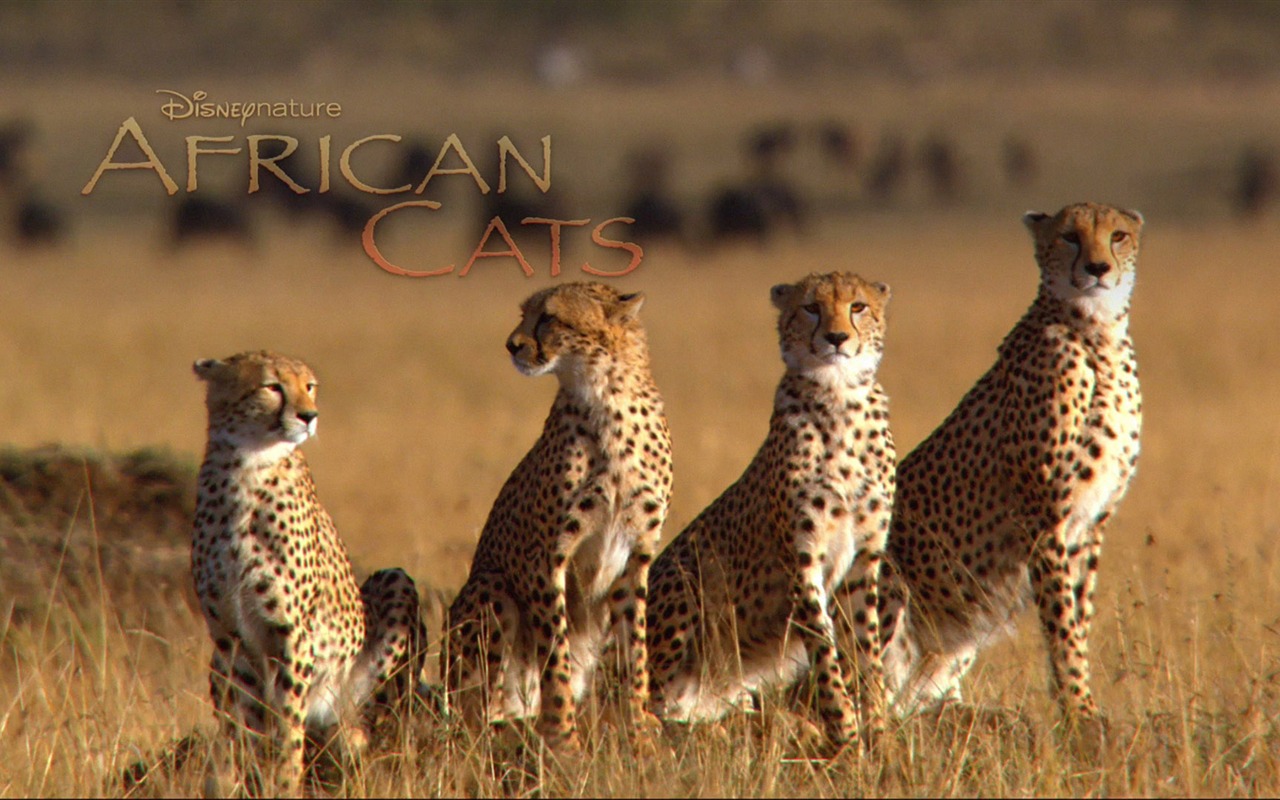 Африканский Кошки: Королевство мужество обои #5 - 1280x800