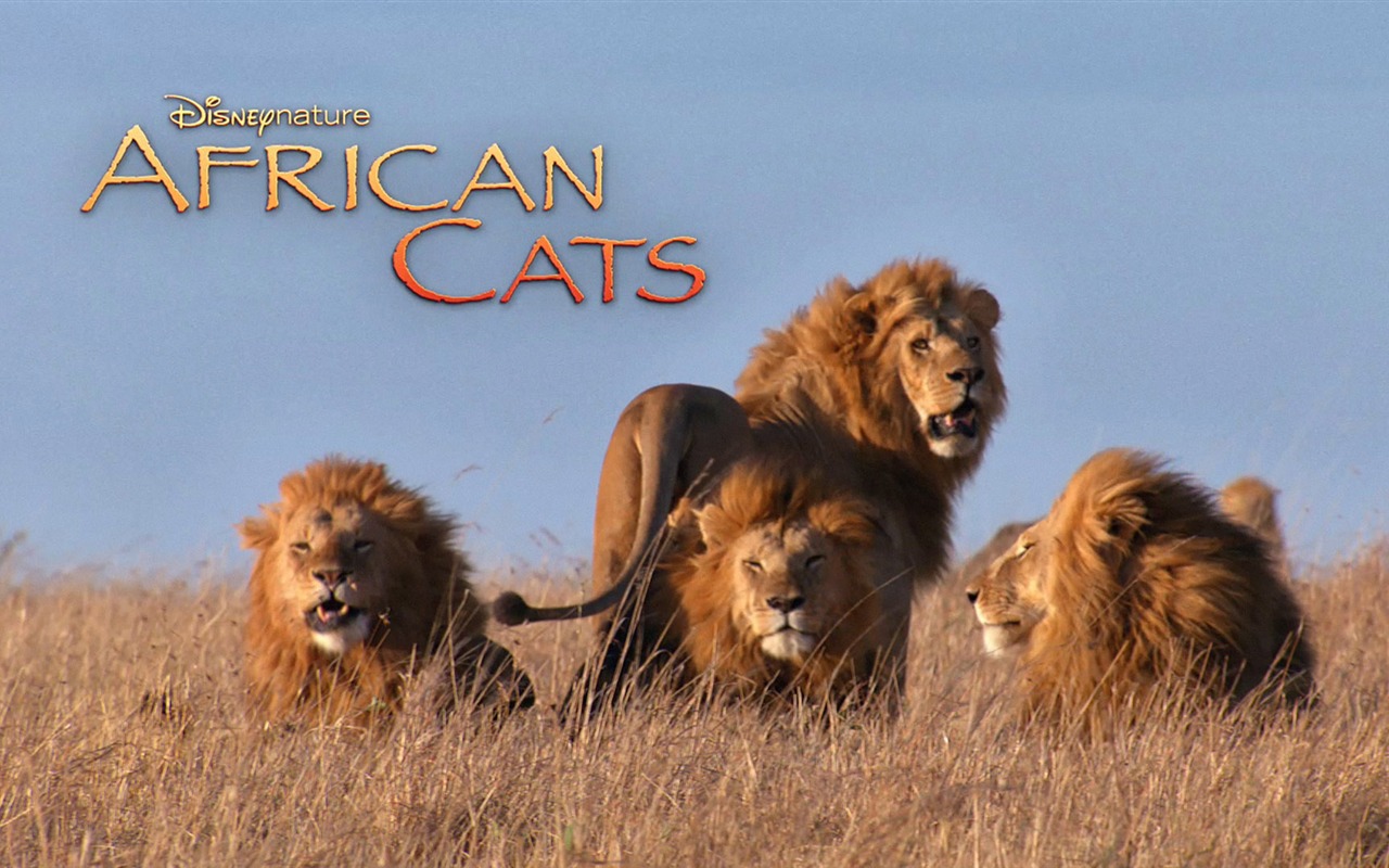 Африканский Кошки: Королевство мужество обои #6 - 1280x800