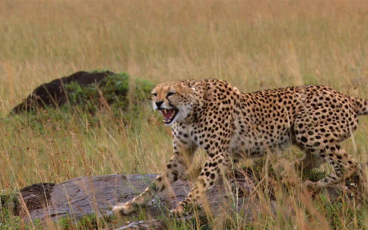 Африканский Кошки: Королевство мужество обои #10 - 1280x800