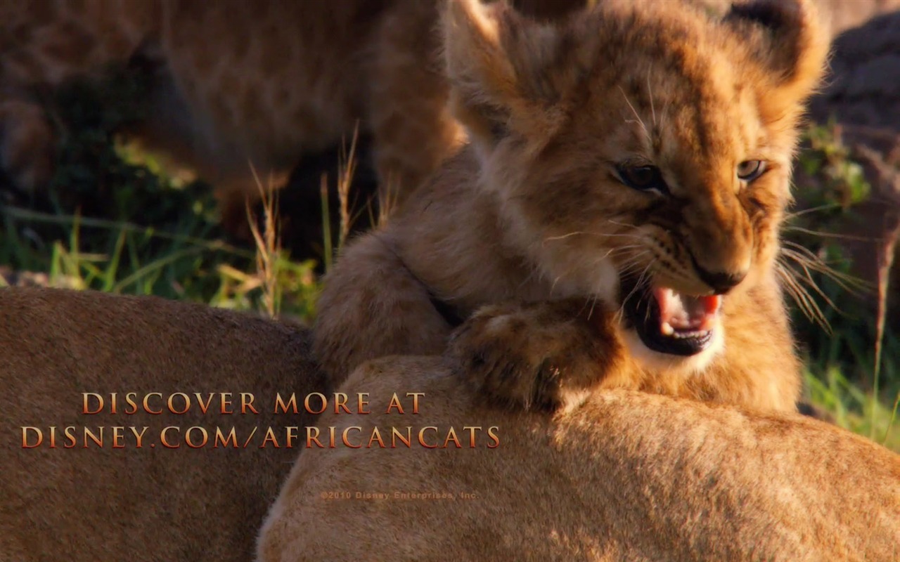 African Cats: Kingdom of Courage 非洲猫科：勇气国度12 - 1280x800