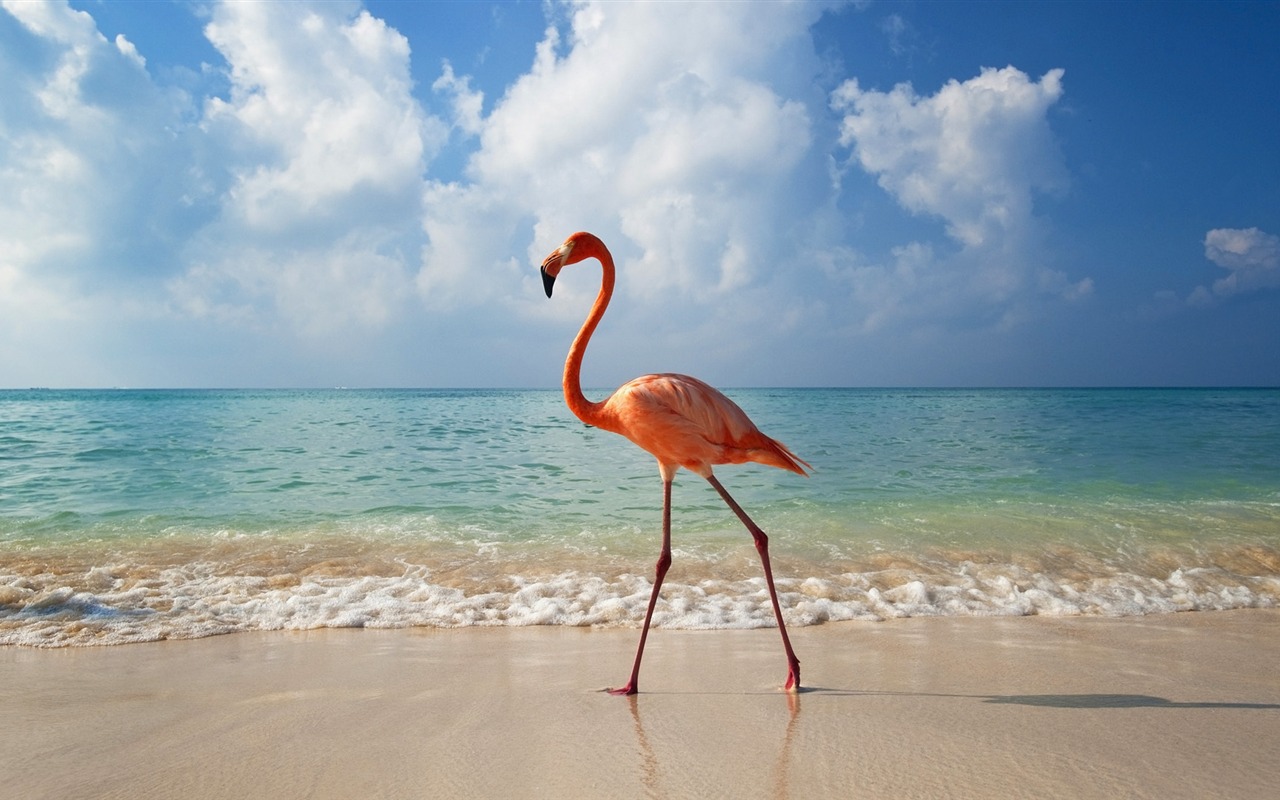 Widescreen Wallpapers Collection animale (28) #6 - 1280x800