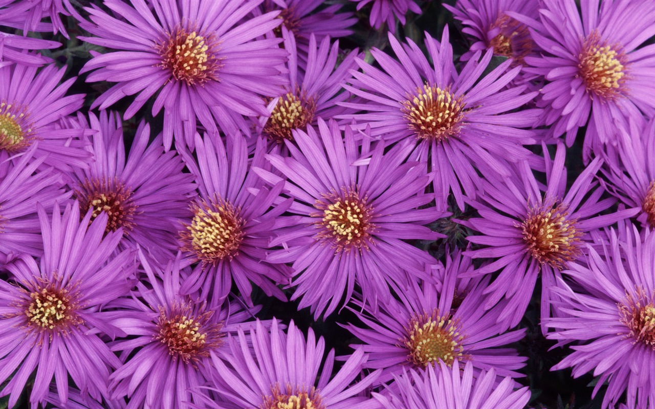 Widescreen wallpaper flowers close-up (32) #8 - 1280x800