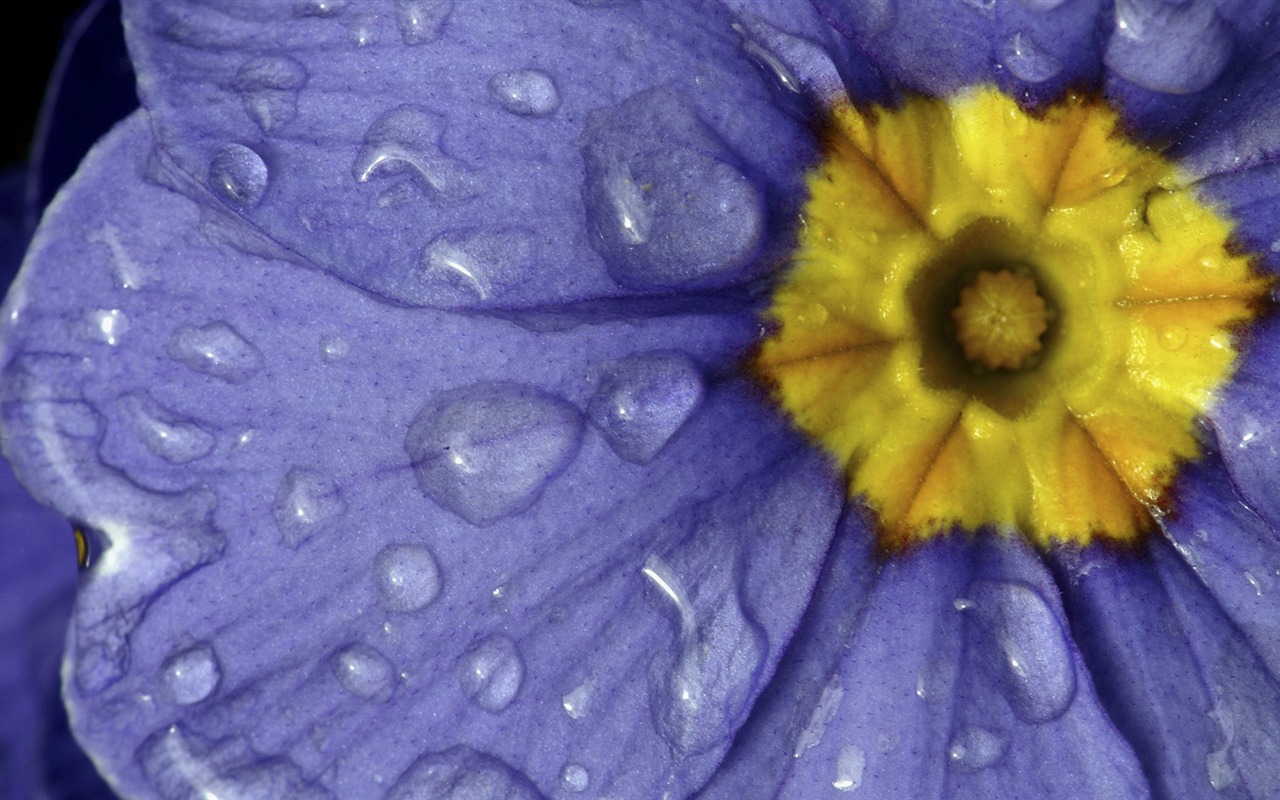 Widescreen-Wallpaper Blumen close-up (32) #11 - 1280x800