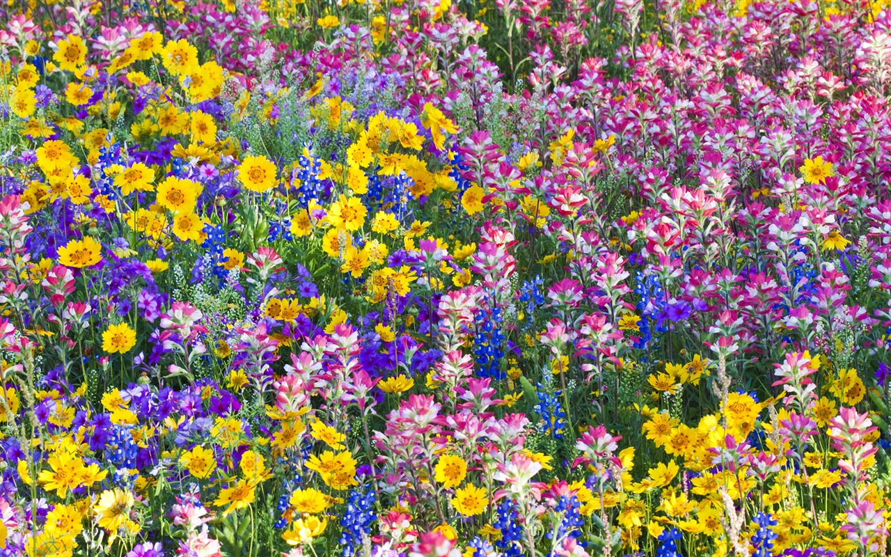 fleurs fond d'écran Widescreen close-up (33) #10 - 1280x800